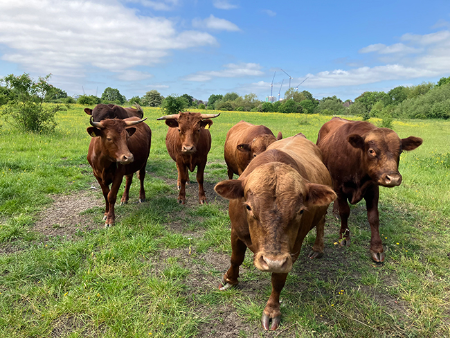 A group of cows in a field taken by our biodiversity team