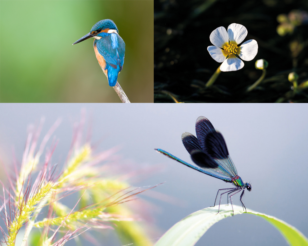 Wildlife images: a bird, a flower and a butterfly