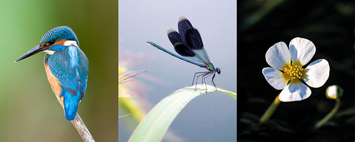 bird, butterfly and a flower