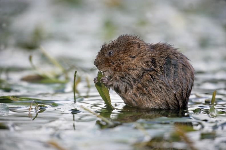 Water Vole in the River Frogmore