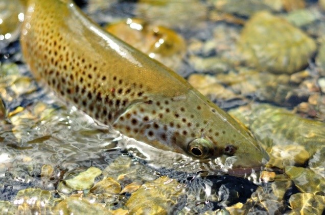 Fish in the River Frogmorwe