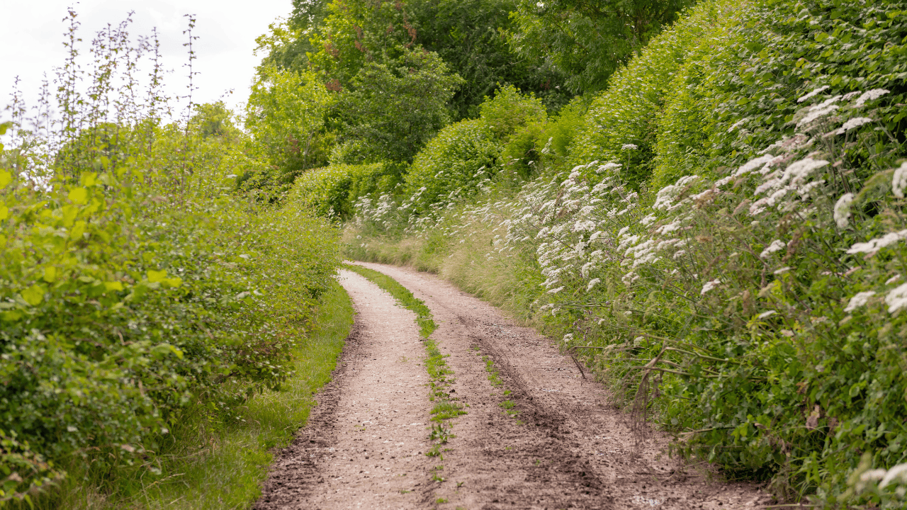 Why soil matters for clean water 