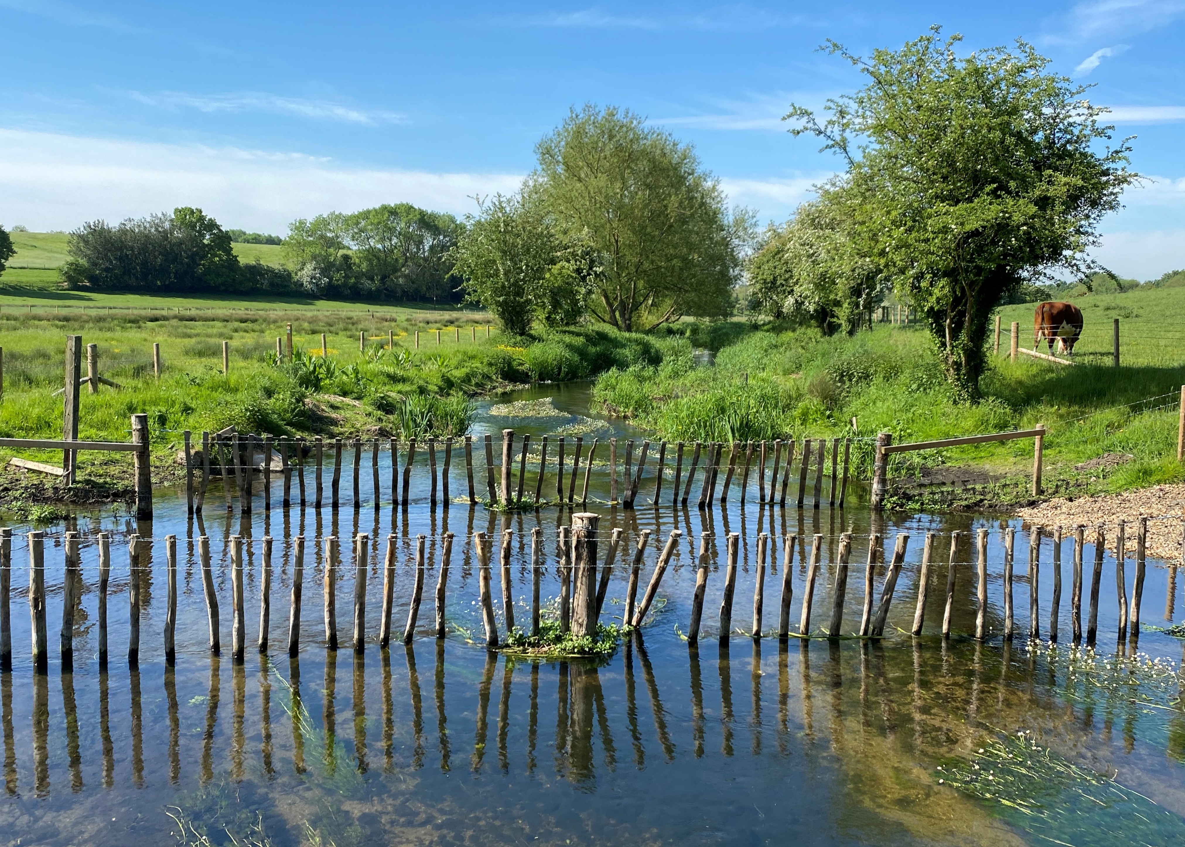 Explore the River Ver: A beautiful walk to protect