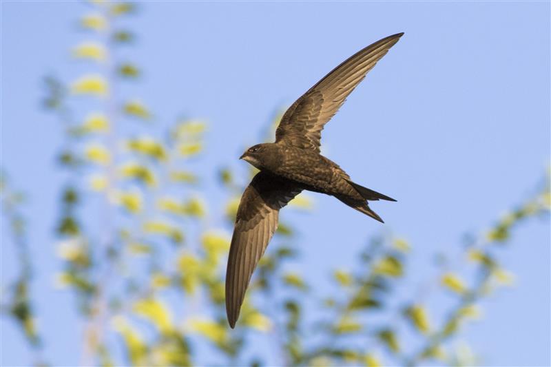 Swifts: The super birds soaring through summer 