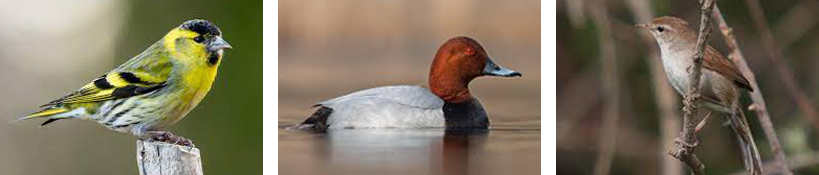 Images of a yellow bird, a duck and a small bird