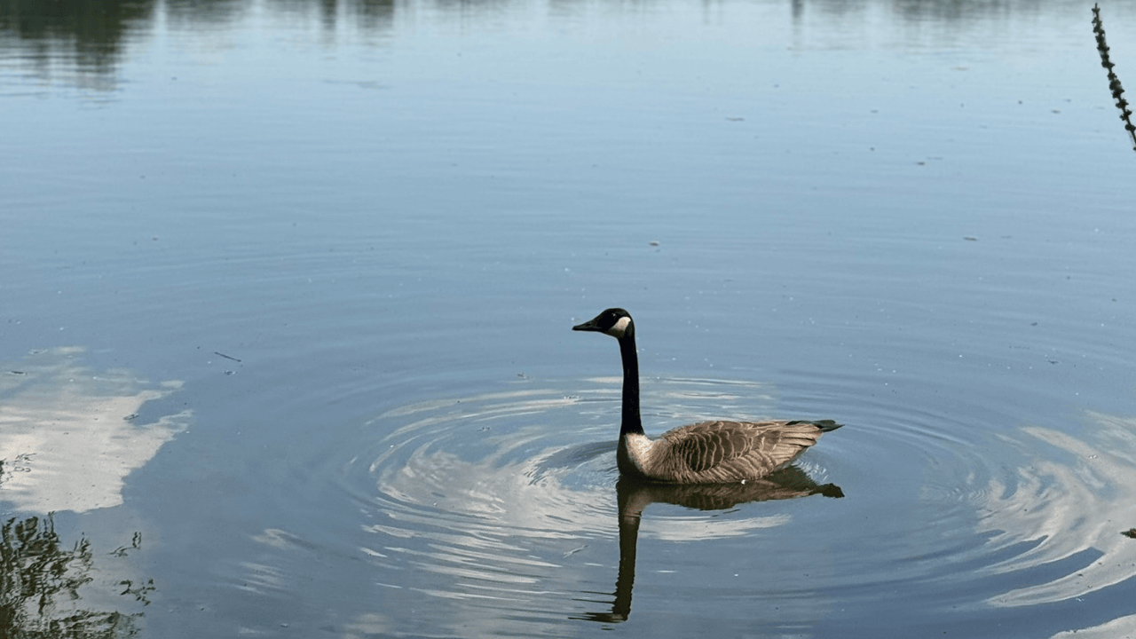 Nature on your doorstep: How we