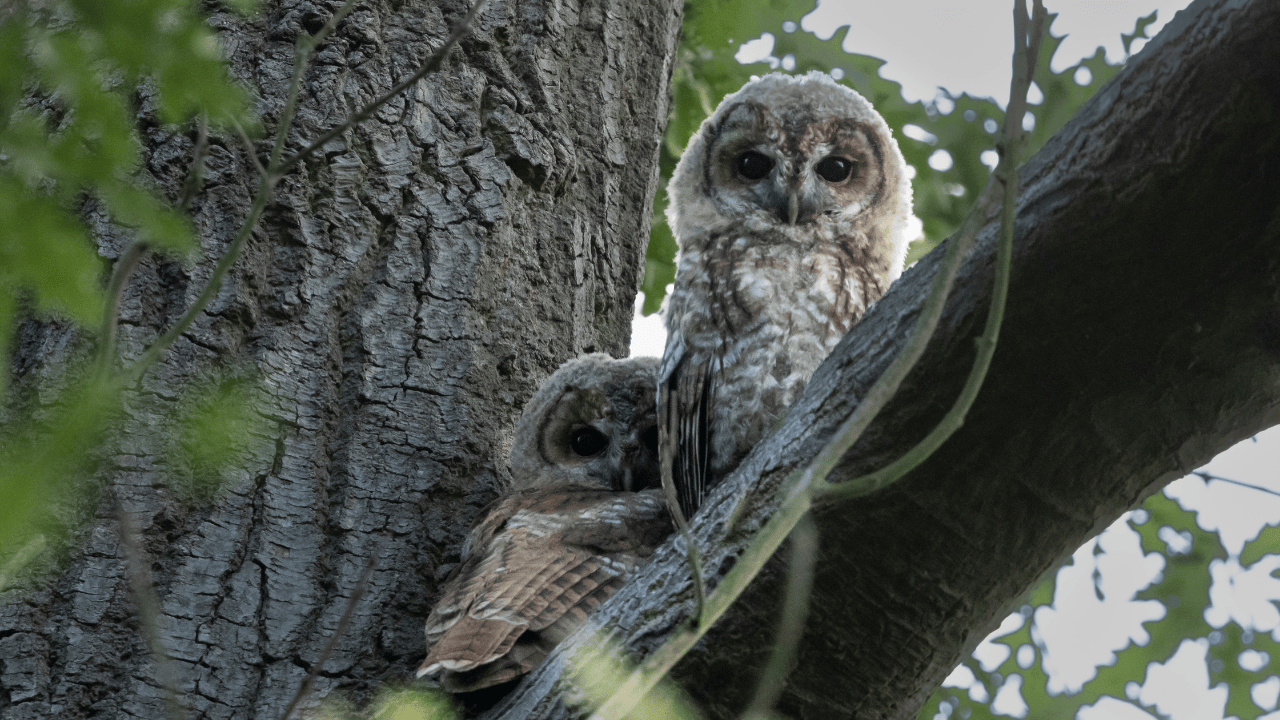 What ecology means and why it matters to everyone.