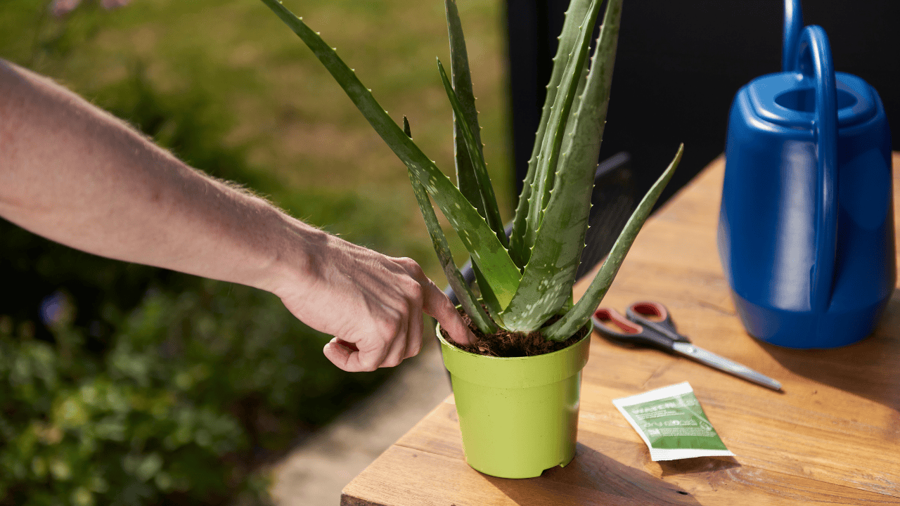 Drought-proof your garden: Water-saving tips for Spring 