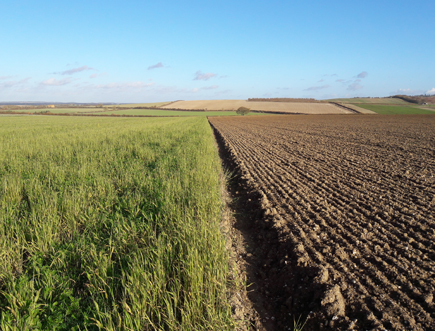 Cover crops