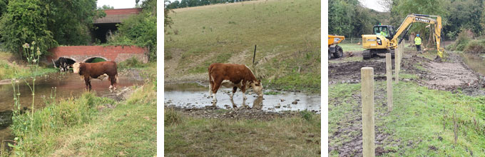 Layout of new cattle crossing points on the River Ver