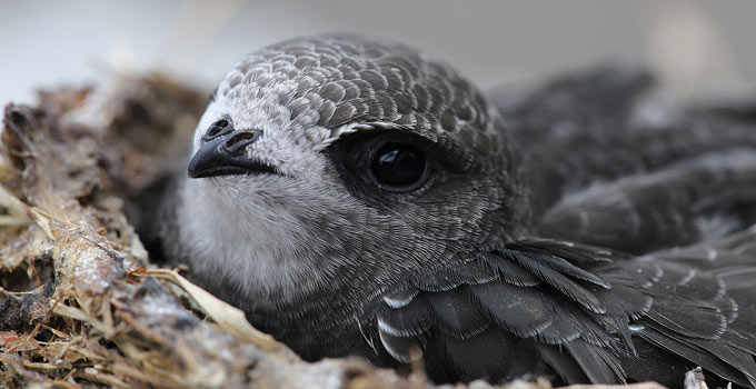 swift bird sitting down